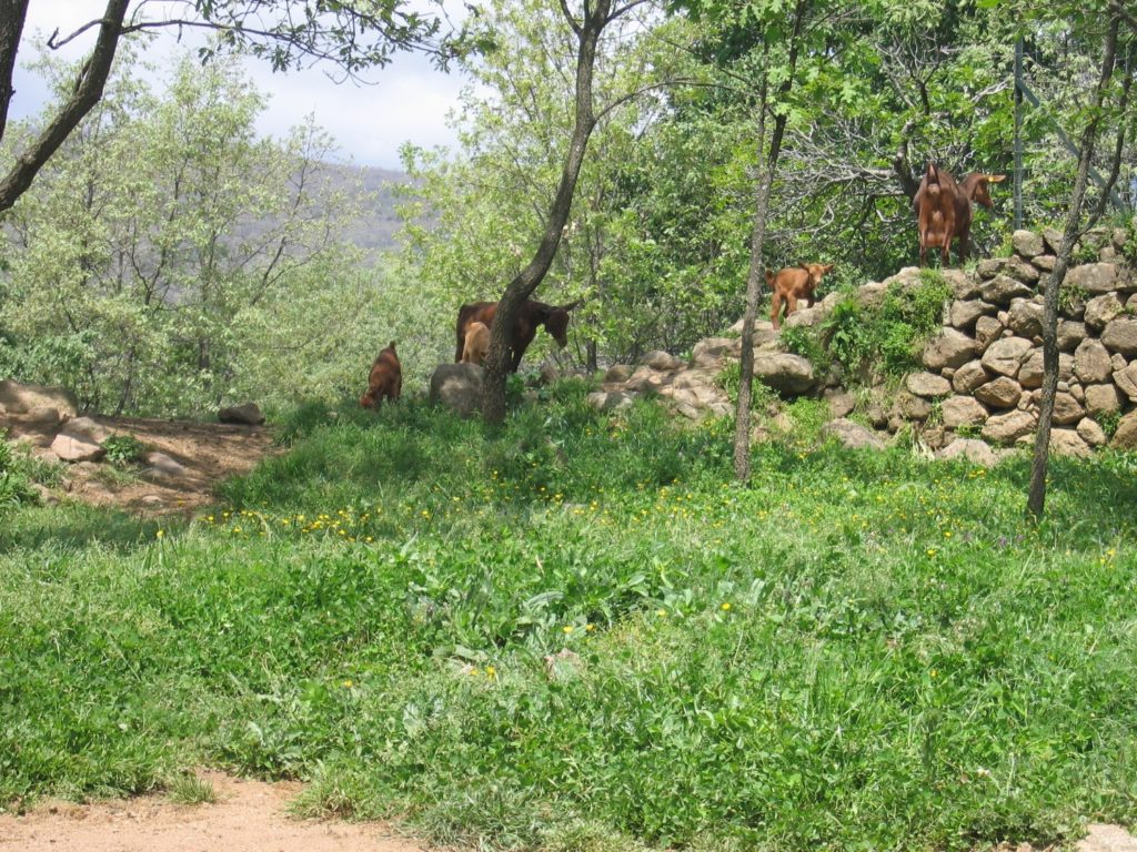 02-cabras