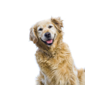 Happy, Old, Female Golden Retriever Isolated on a White Background