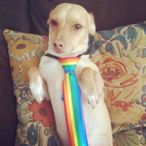 13 Perro con corbata arcoíris