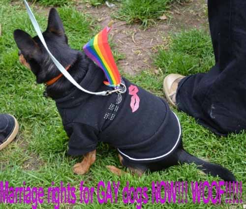 14 Perro agitando bandera gay