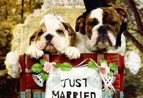 15 Perros machos se casan