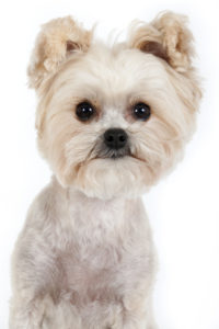 Preocupación por la salud del perro