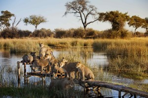 2012-Zarafa-Selinda-Pride-at-Jetty-2