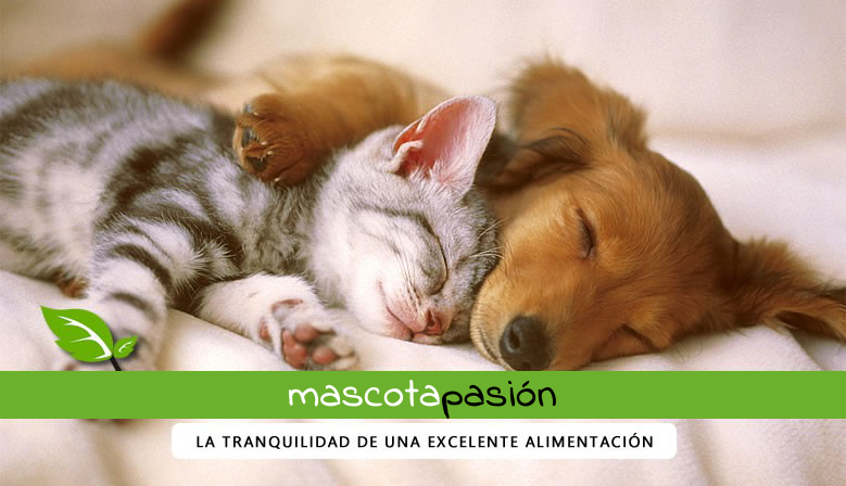Mascotapasión