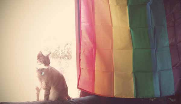 6 Gata con bandera arcoíris