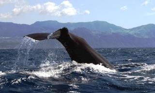 721copyrigth terra azul azores whale watching (22) sperm whale tale1333550033 (320x200)