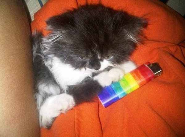 8 gatita y mechero arcoíris