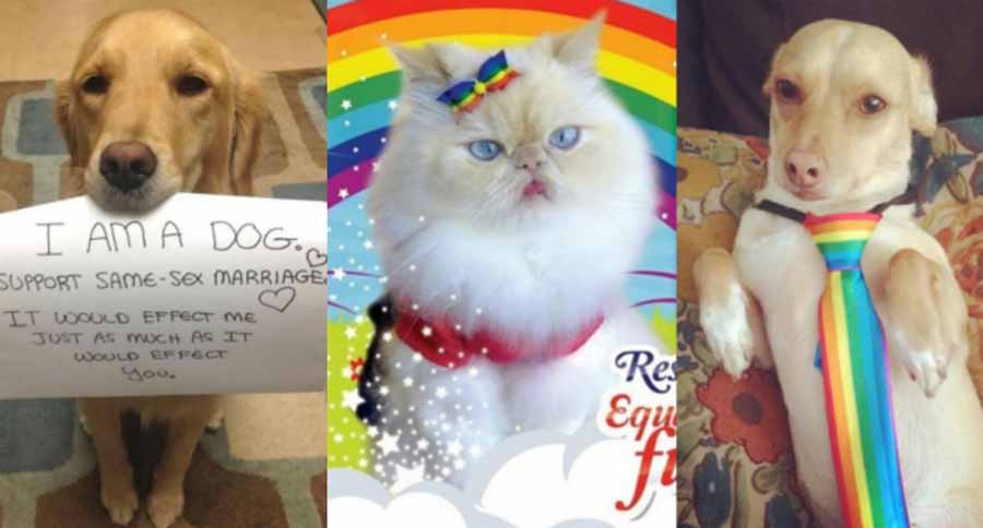 Adorables mascotas que apoyan con orgullo los derechos LGTBI