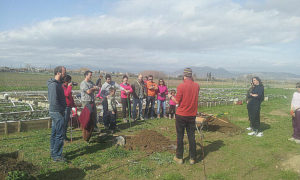 Cómo se planta un arbol