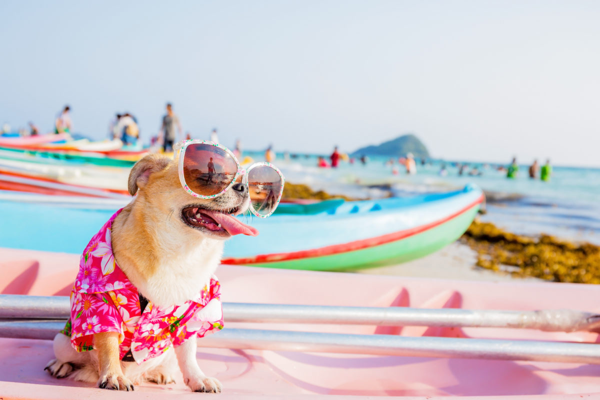 Vacaciones con perros: Barcelona, Costa Brava y Almería, los destinos con más turistas “peludetes”