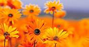 Flores-de-Bach