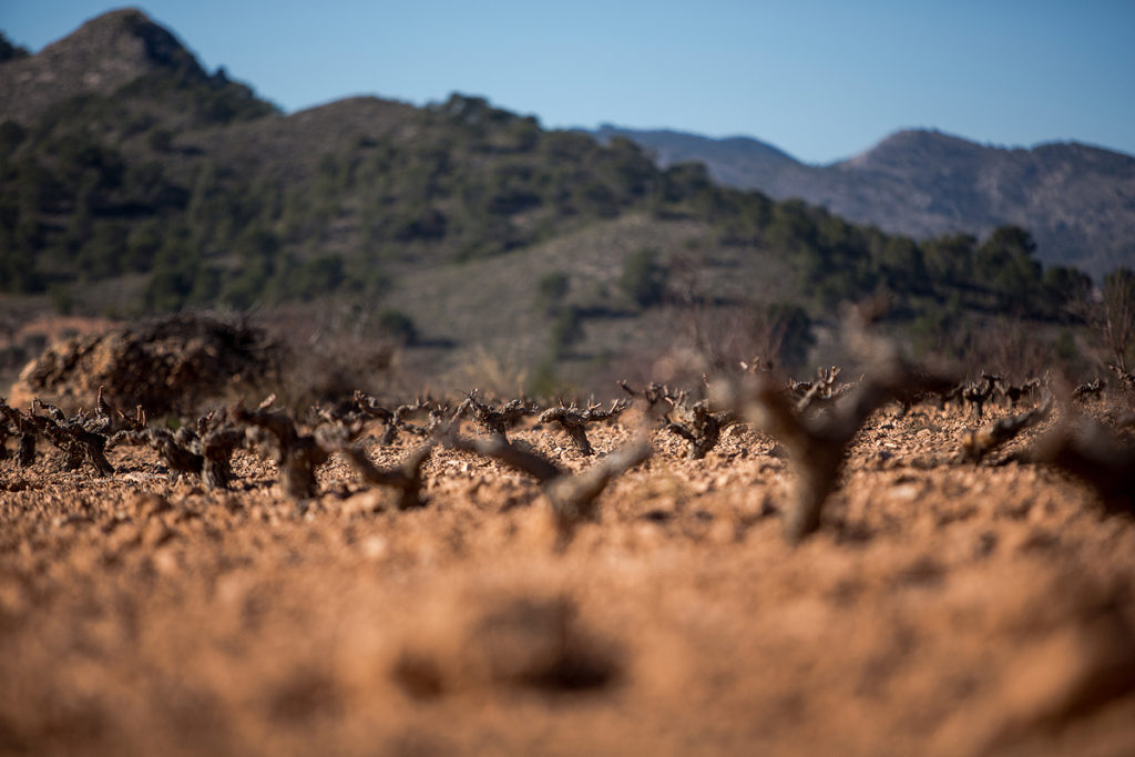 Bodega Cooperativa De Algueña