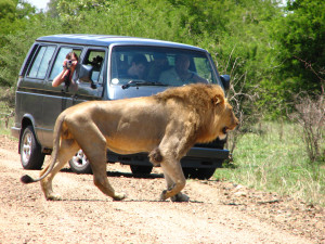 Lion-photographer_JPG