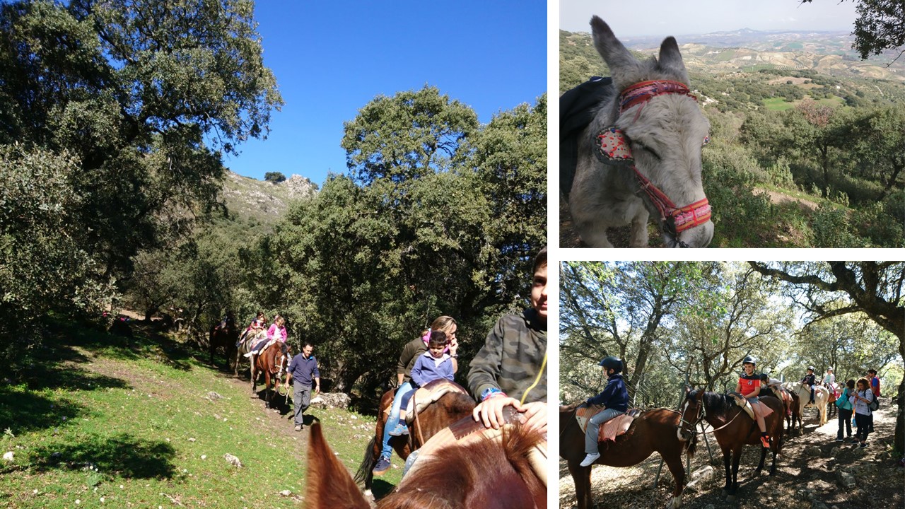 Montaje_caballos