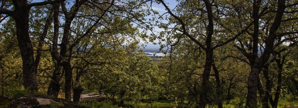 El Escondite de Pedro Malillo