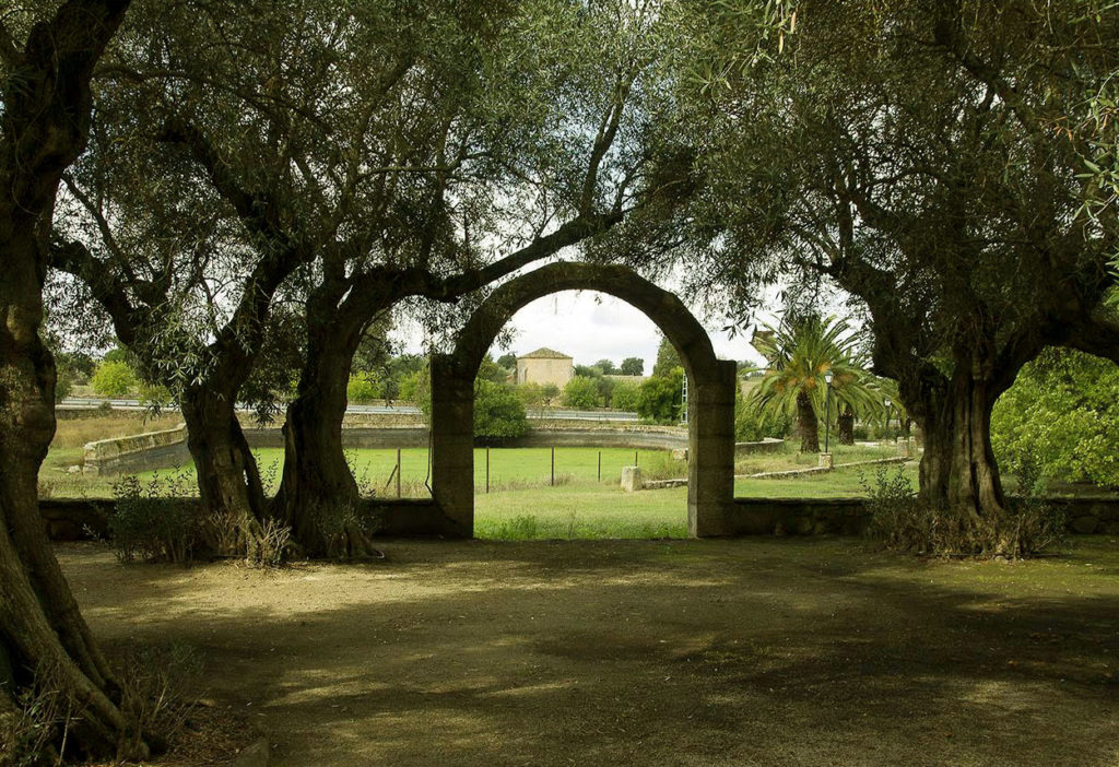 Olivar_centenario