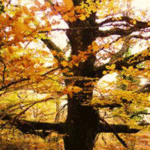 Casas Rurales Madre Terra