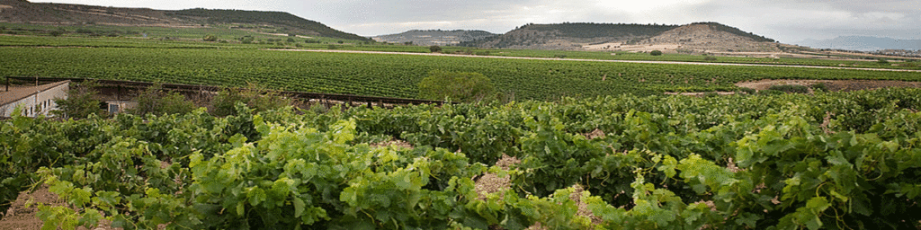 Bodegas SeÑorio De La Estrella