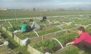 Tan simple como estar y cuidar un huerto 1