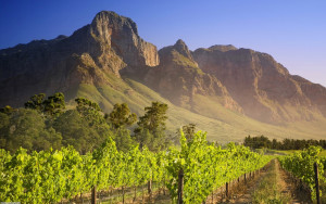Vineyard-Franschhoek-South-Africa