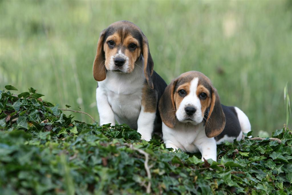 cachorros-beagle-tres-meses