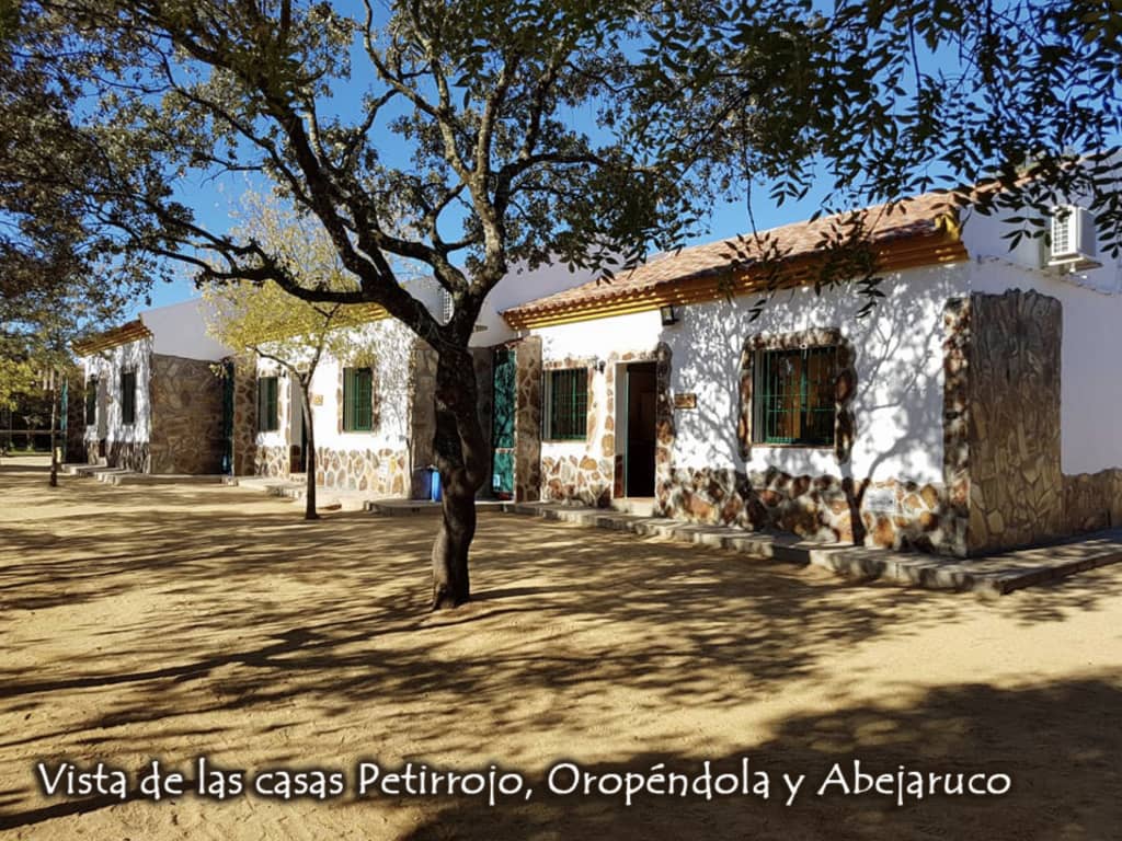 casas-abejaruco-oropendola-petirrojo-01
