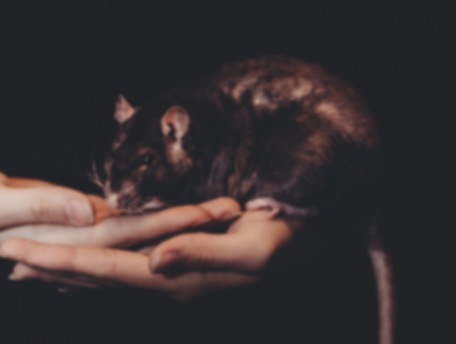 desratizacion-650x490