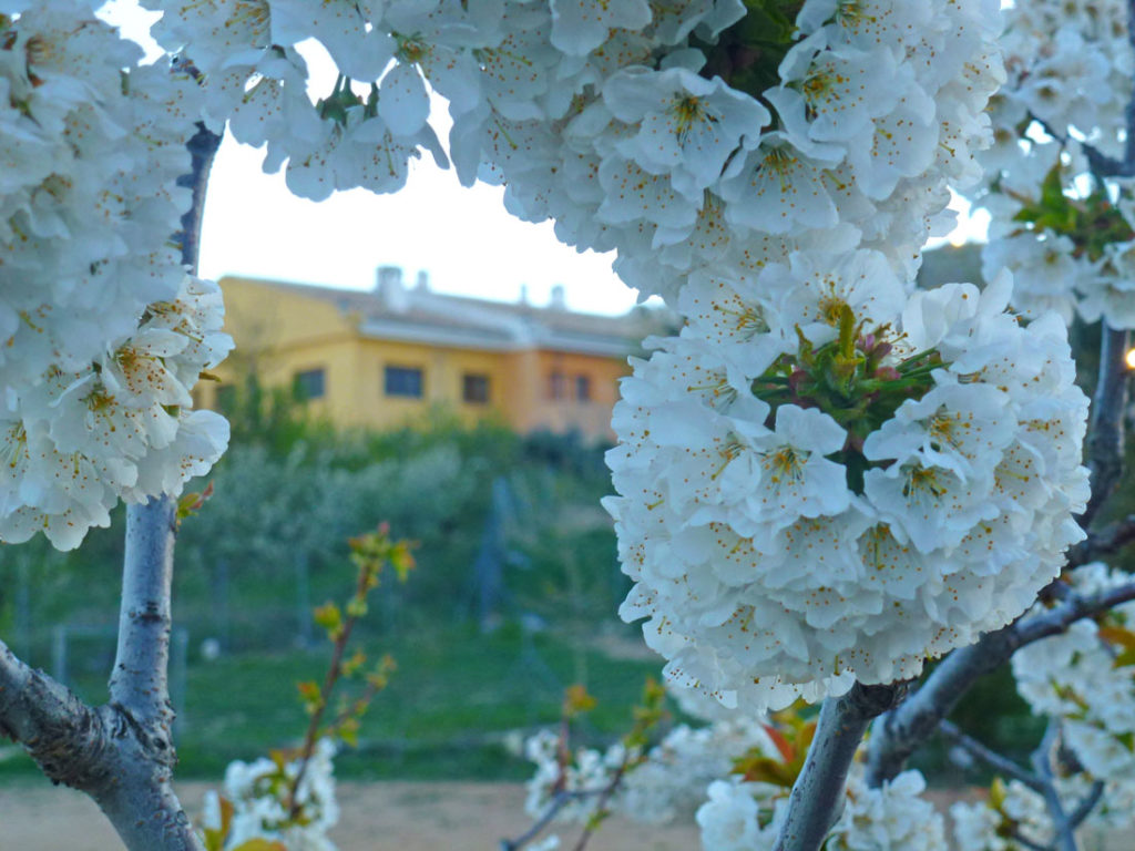 inazares14