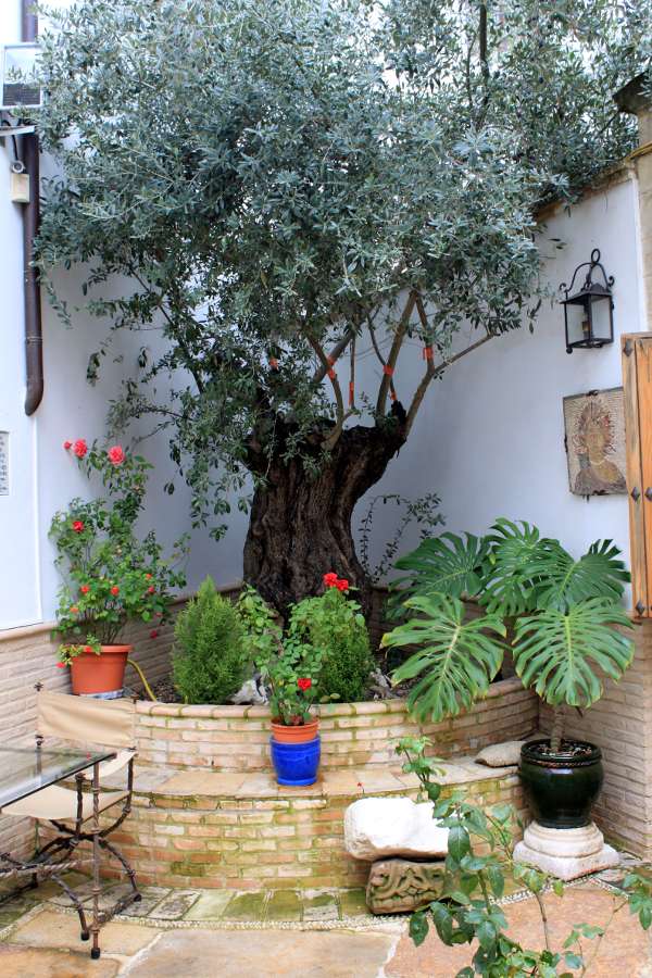 olivo