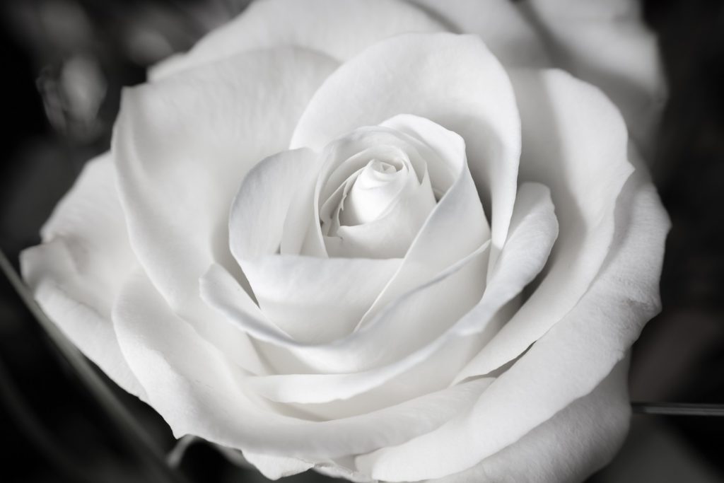 rose-1307443_1920