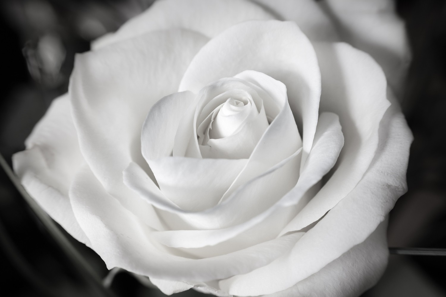 rose-1307443_1920