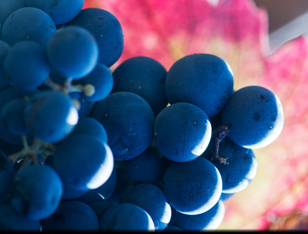 Vinos Y Viñedos Familia Fiel