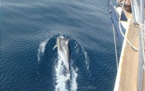 velero014