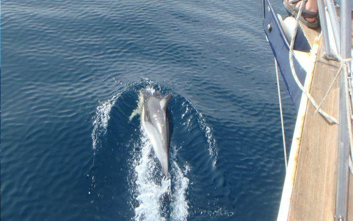 velero014