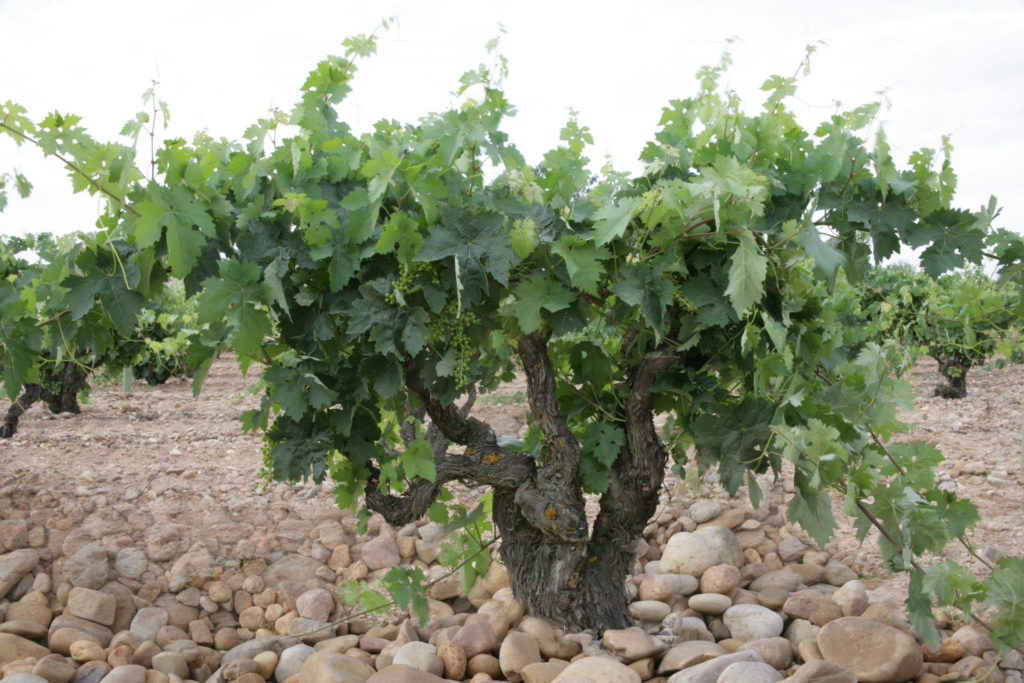 vinedos