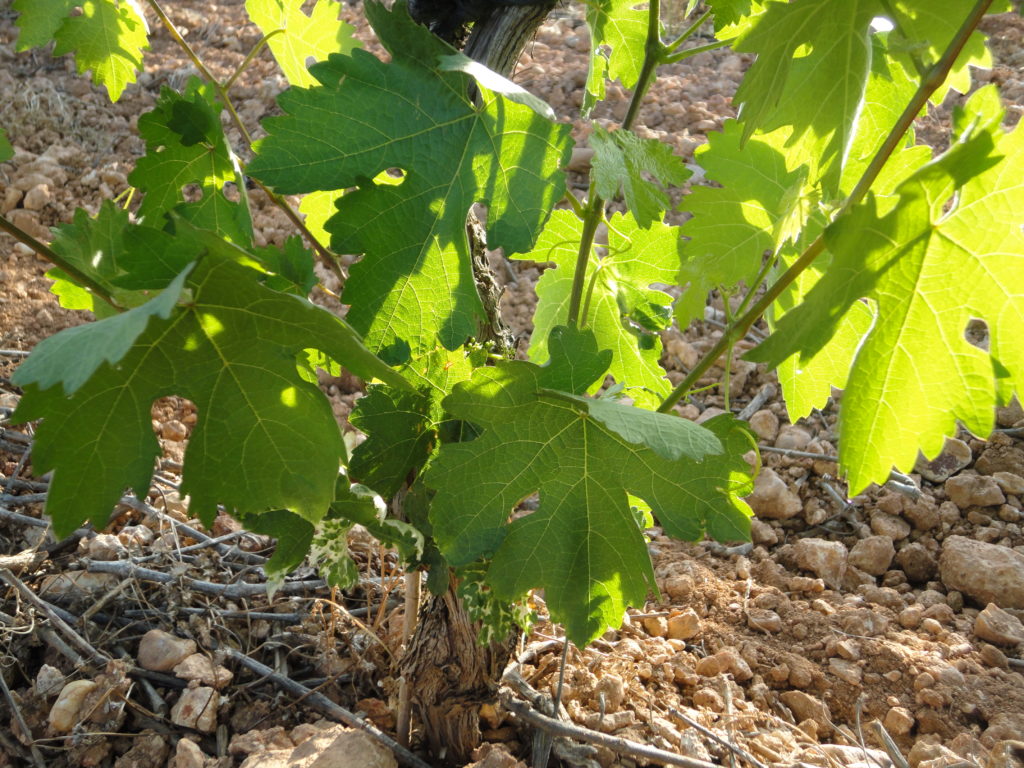 Bodegas Covitoro