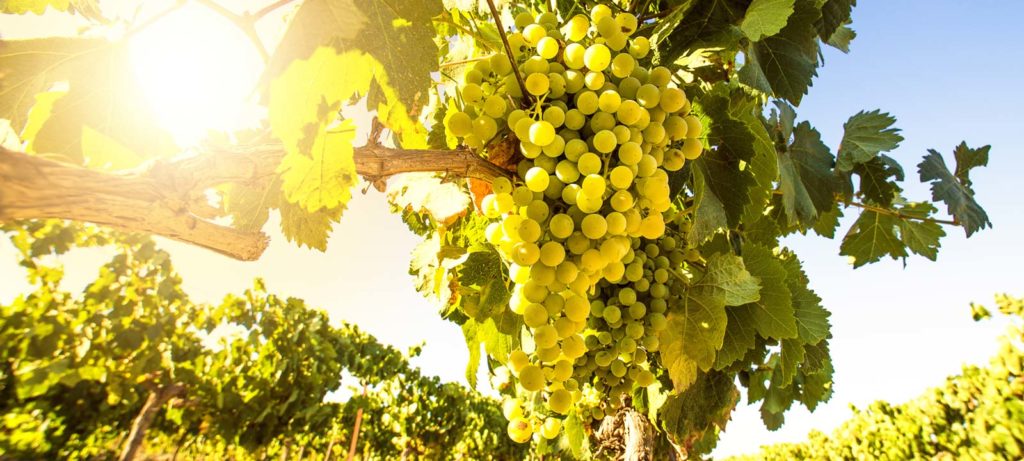 chardonay_uva