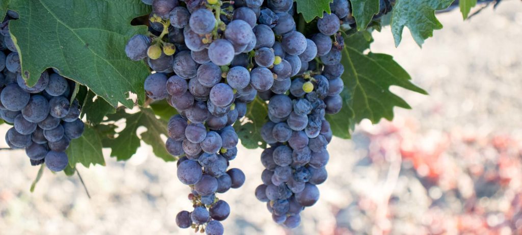 garnacha_uva