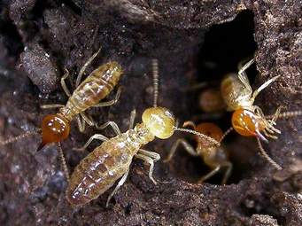 TERMITAS SUBTERRANEAS
