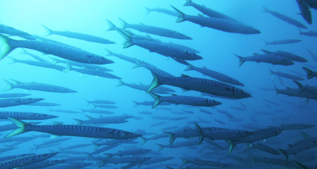 scuba-elx-bucear