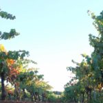 Bodegas Oran