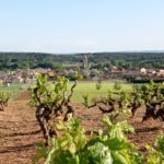 Bodegas Milvus