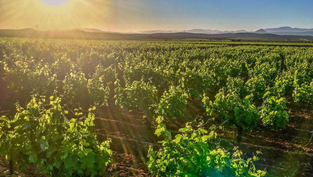 VIÑEDOS &#8211; BODEGAS CARPE DIEM
