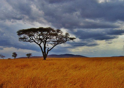 acacia-tree-277352__340