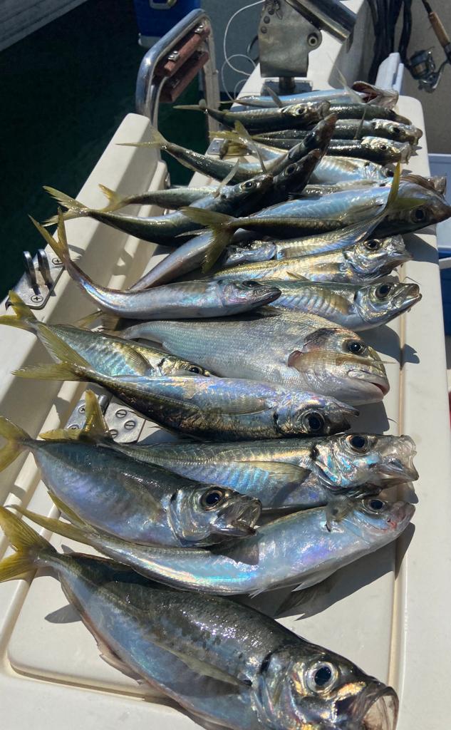 Pesca con llobarrete