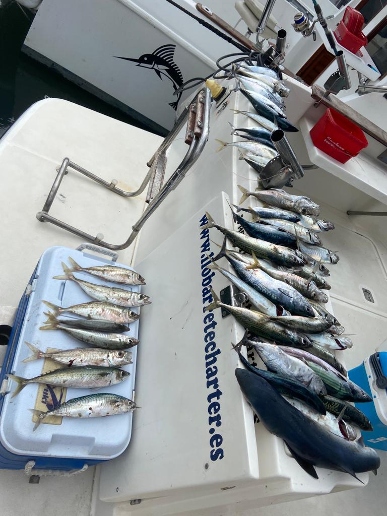 Pesca general 1-Llobarrete Charter