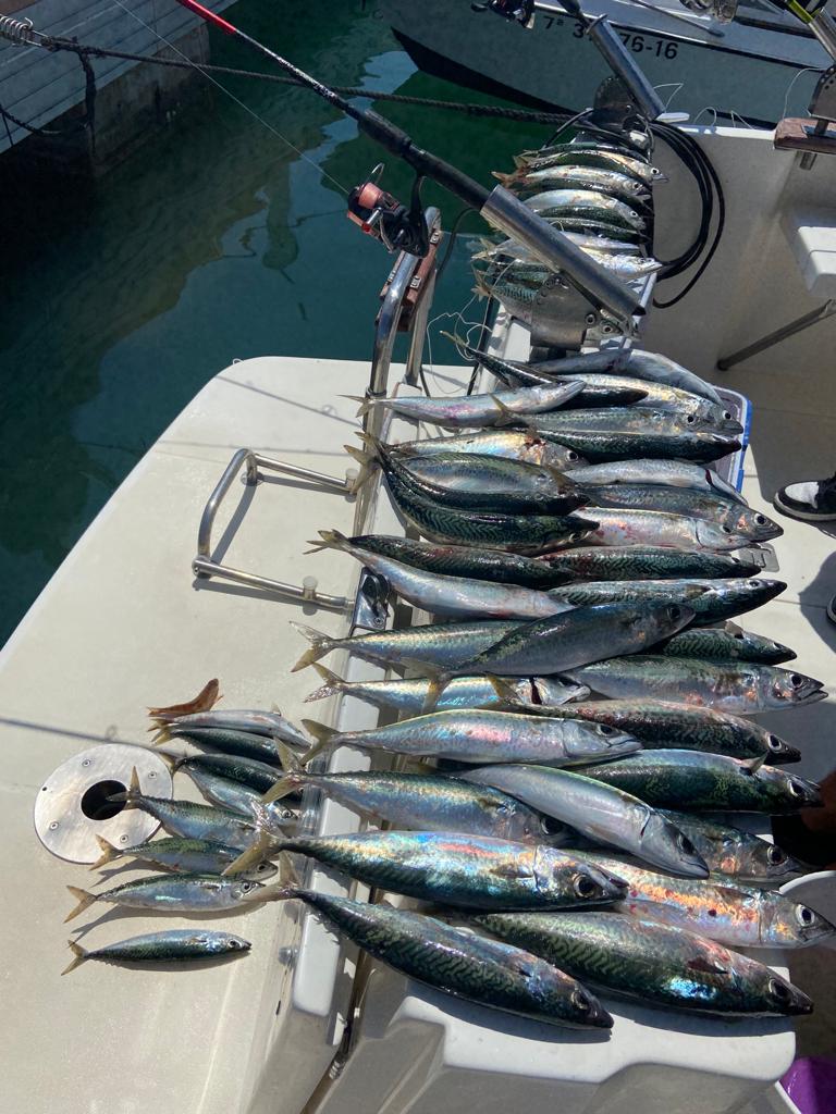 Pesca general 2-Llobarrete Charter