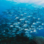 Llobarrete Charter