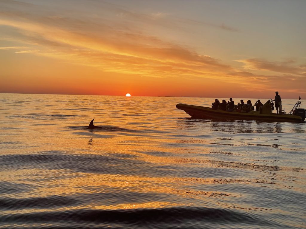 Dolphin My Sea Experinece