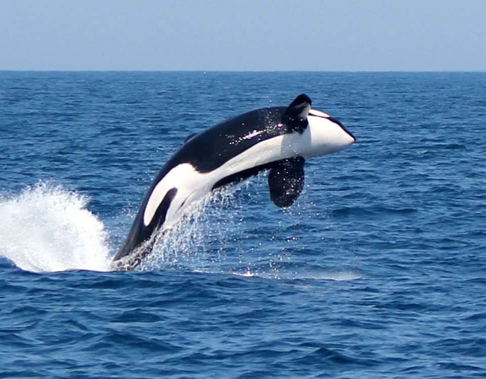 orcas-video-bg
